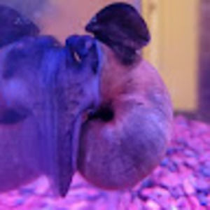 Meet your Posher, Caroline